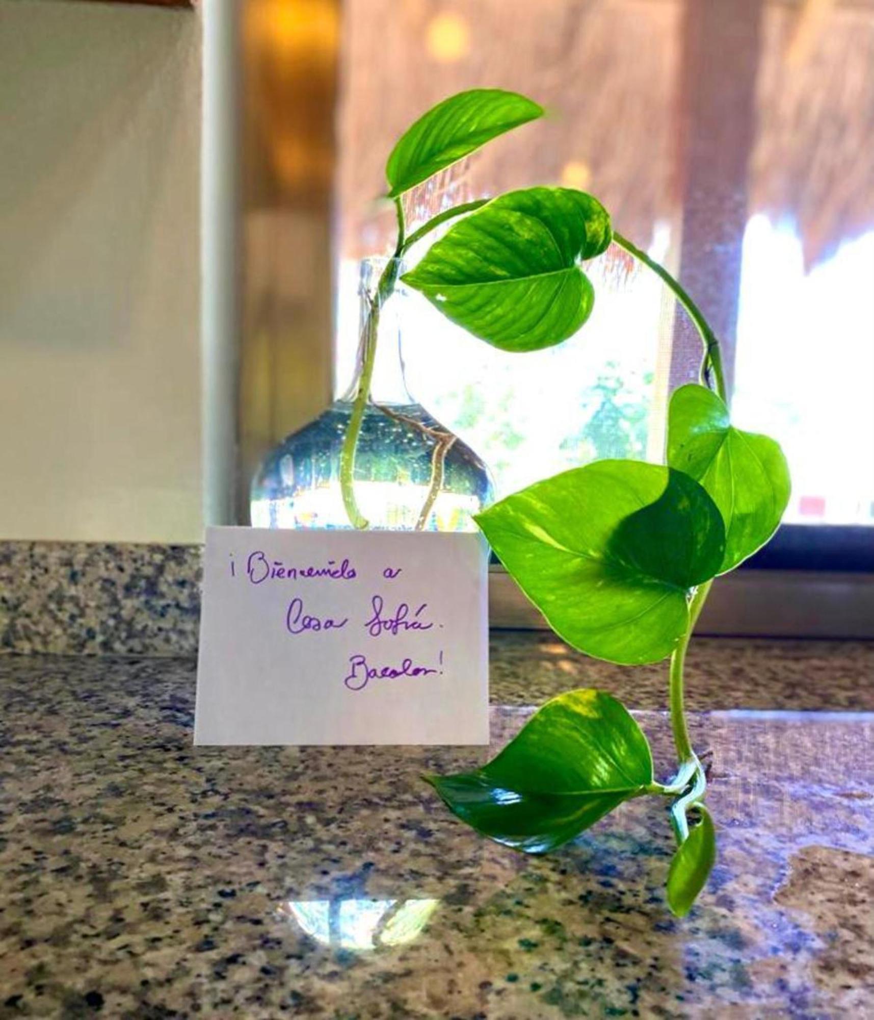 Cabana Sofia 巴卡拉尔 外观 照片
